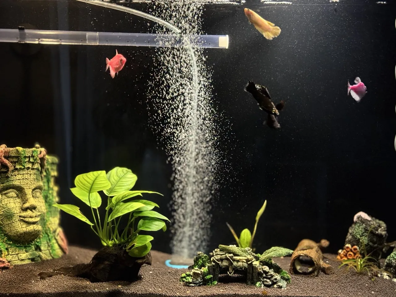 Обложка: Сентябрь. Тяжёлый и кропотливый труд по достоинству вознаграждается в редких случаях или остальные члены семьи шокированы в равной степени и возмущены таким сюрпризом